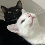 Florencia Armenta avatar